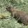 33 prarie dog