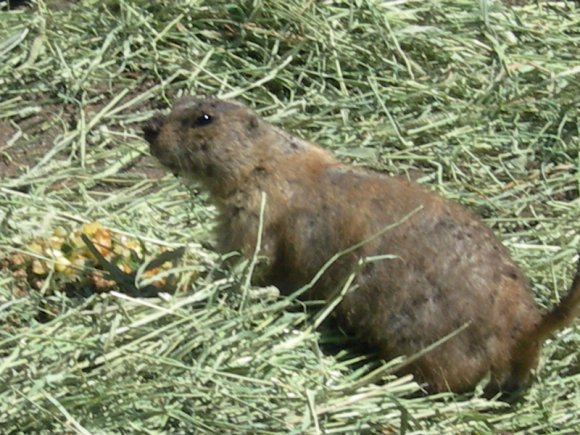 33 prarie dog