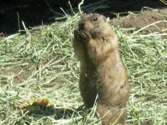 34 prarie dog