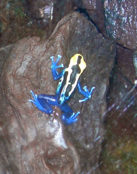 39 dart frog