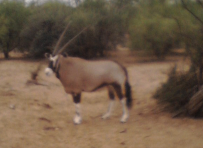 antelope (2)