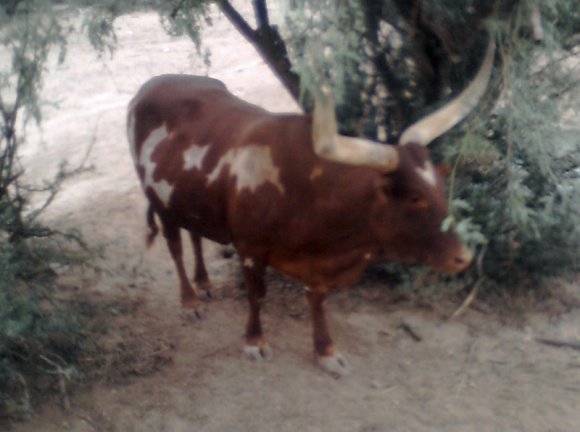 bull (2)