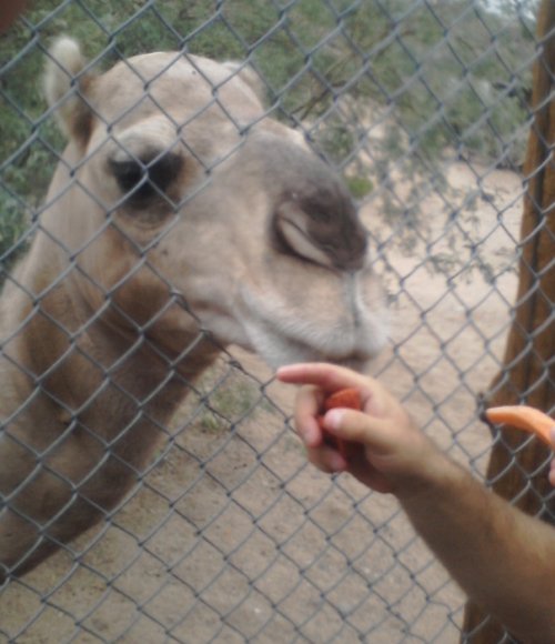 camel (2)
