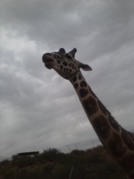 giraffe (2)