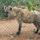 hyena (2)