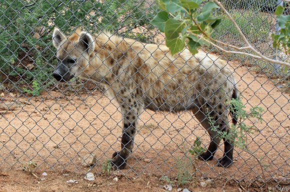hyena (2)