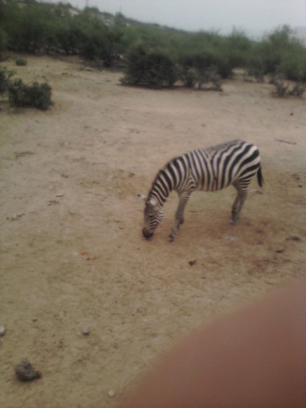 zebra