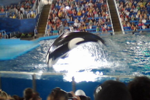 13 shamu