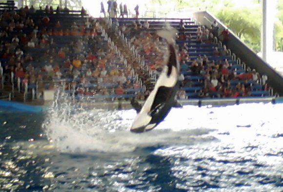 14 shamu