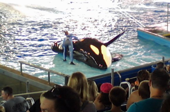 16 shamu (4)