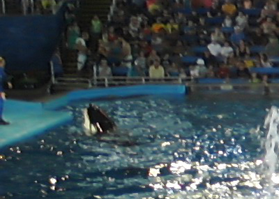 16 shamu (5)