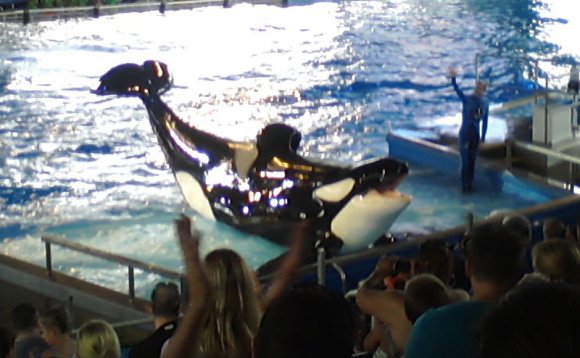 16 shamu (7)