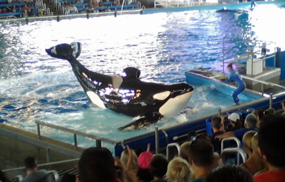 16 shamu