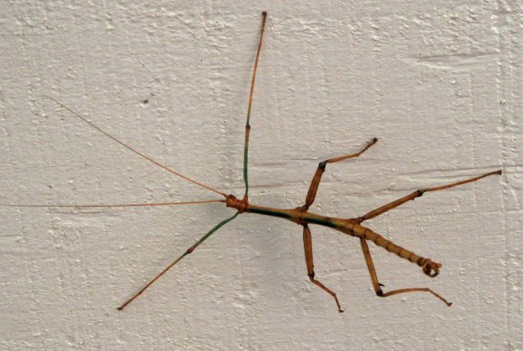 huge walking stick