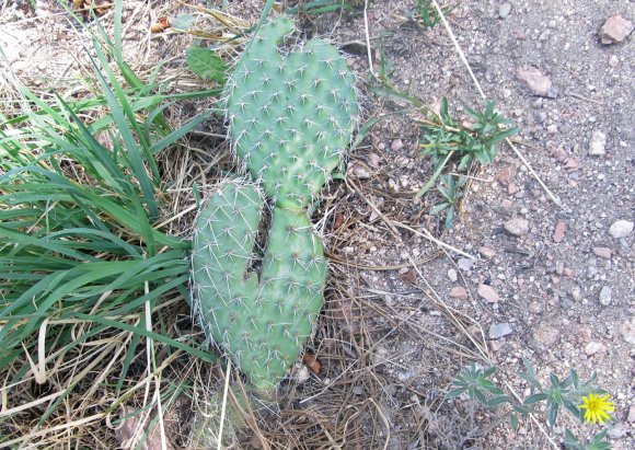 17 cactus heart