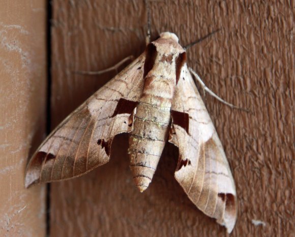 38 moth
