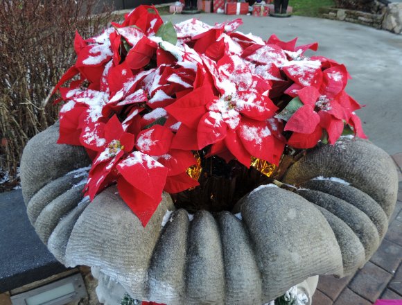 25 snow on poinsettas