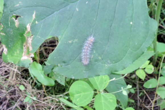 caterpillar