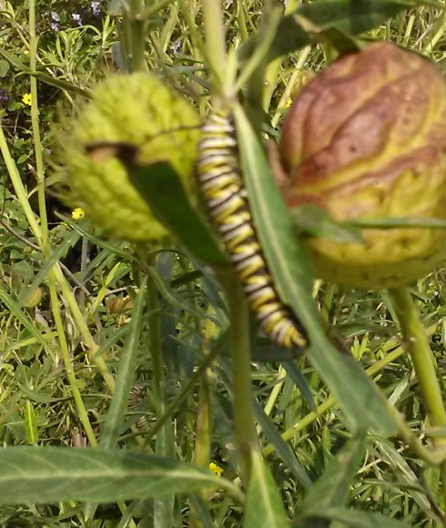 caterpillar