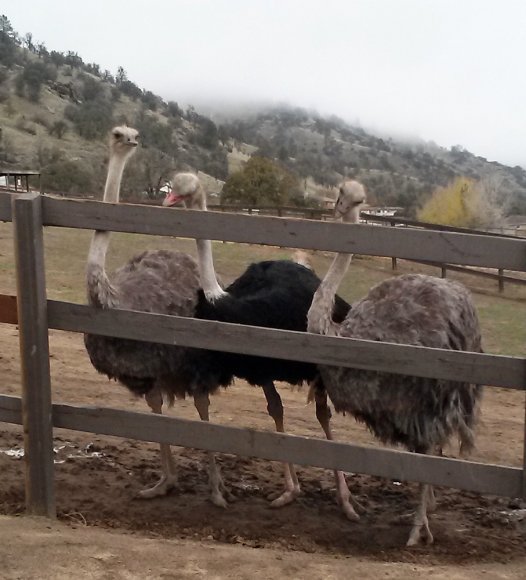 10 ostrich