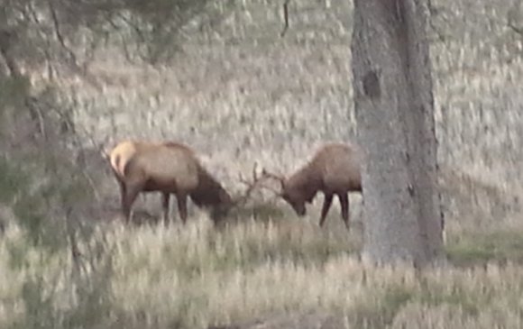 42 elk2