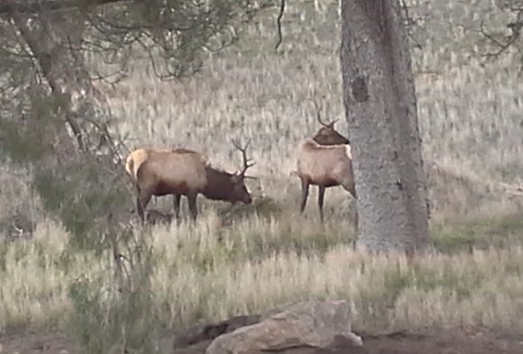 42 elk3