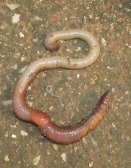 earthworm