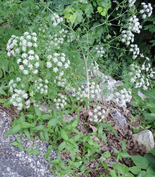 nature flowers