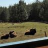 43 bison