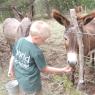08 donkeys and horses