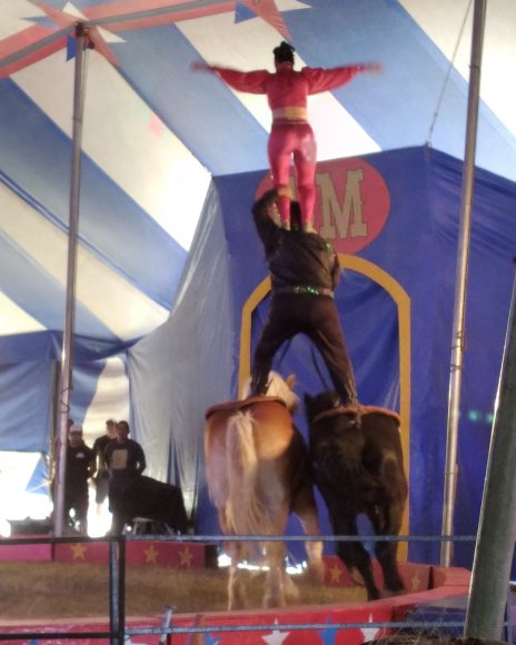 circus (5)