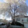 frozen tree