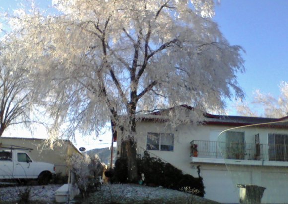 frozen tree