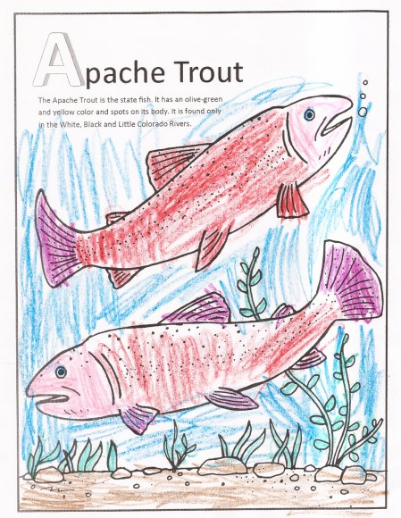 apache trout