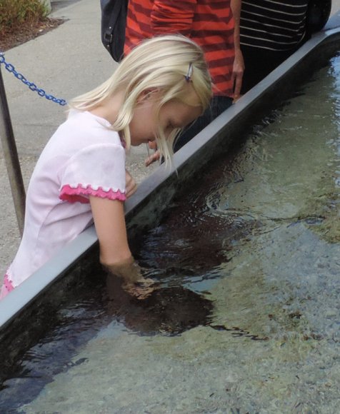 24 hannah horseshoe crab