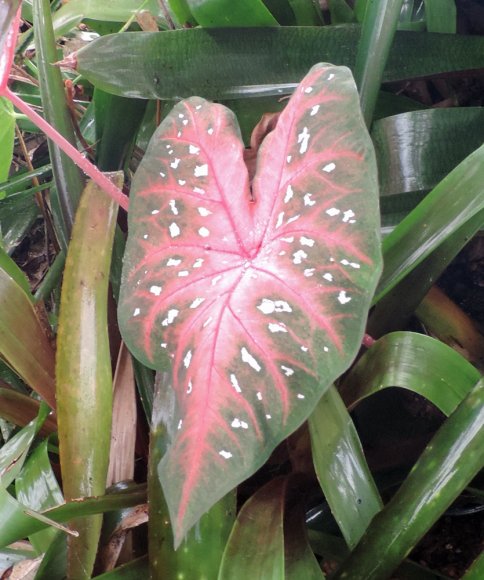 pink leaf