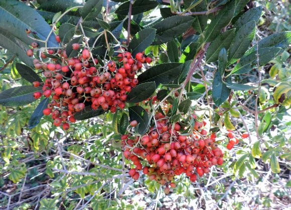 red berries