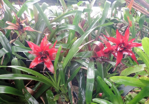 red flowers