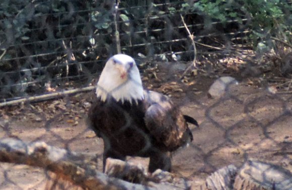 06 bald eagle2