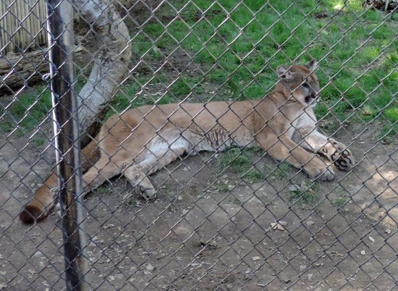 16 mountain lion