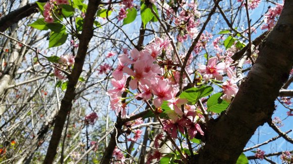 03 03 cherry blossoms