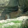 11 zoo