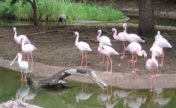 flamingos