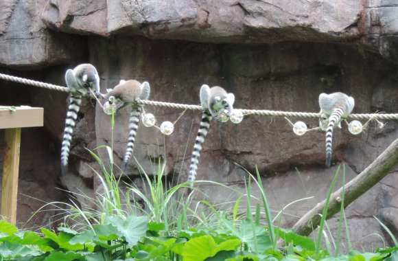 lemurs