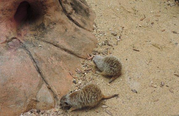 meerkats3