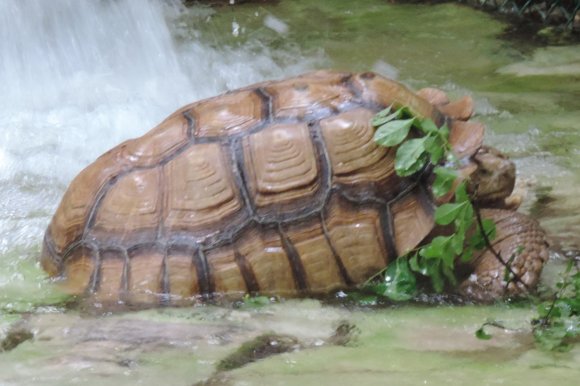 turtle