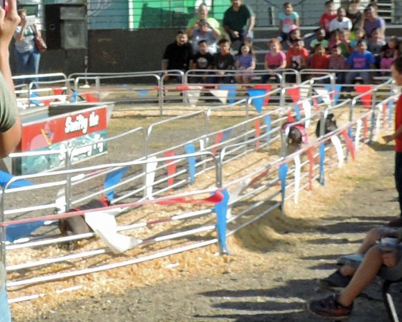 17 pig race