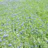 03 bluebonnets