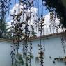 02 hanging plants