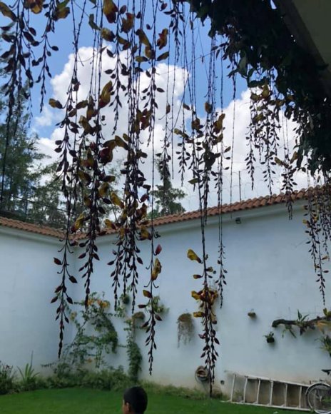 02 hanging plants